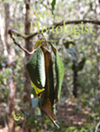 NEW PHYTOLOGIST雜志封面